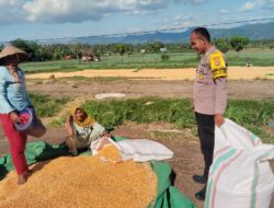 Pelaksanaan Pemantauan Penjemuran Jagung Warga oleh  Bhabinkamtibmas Desa Mumbu
