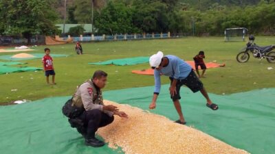 BHABINKAMTIBMAS POLSEK HU’U PANTAU PANEN JAGUNG WARGA, DUKUNG KETAHANAN PANGAN