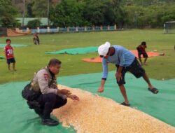BHABINKAMTIBMAS POLSEK PEKAT PANTAU PANEN JAGUNG, DUKUNG KETAHANAN PANGAN