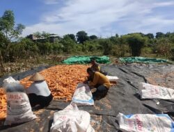 Dukung Asta Cita Presiden, Bhabinkamtibmas Desa Rhee Pantau Langsung Pertumbuhan Jagung Hibrida