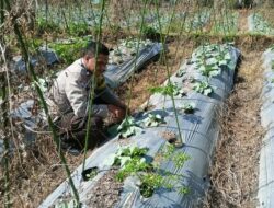 Bhabinkamtibmas Lendang Nangka Utara Cek Lahan Ketahanan Pangan Bergizi di Masbagik