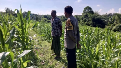 Sinergi Bhabinkamtibmas dan Petani di Kuripan: Dorong Optimalisasi Panen Jagung dan Distribusi ke Bulog