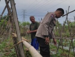 Polri Turun ke Sawah, Strategi Bhabinkamtibmas Labuapi Perkuat Kedaulatan Pangan Desa Kuranji Dalang
