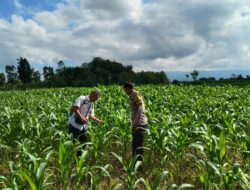 Bhabinkamtibmas Desa Bebuak Cek Pertumbuhan Jagung Warga Dukung Ketahanan Pangan