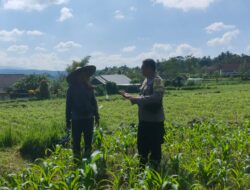 Polres Lombok Tengah Dukung Ketahanan Pangan, Bhabinkamtibmas Terjun Langsung Cek Lahan Jagung Warga