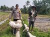 Sinergi Polsek Labuapi dan Petani Jaga Ketahanan Pangan