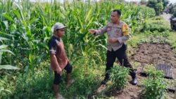 Petani Jagung Dusun Jogot Didorong Optimalkan Lahan Pekarangan