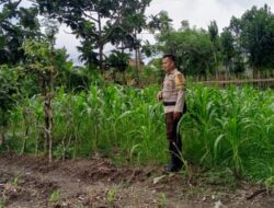 Sinergi Kuat Polsek Labuapi dan Petani: Ubah Lahan Tidur Jadi Kunci Swasembada Pangan
