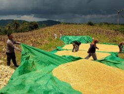 Mengawal Program Asta Cita di Desa: Aksi Nyata Polisi Lombok Barat Turun ke Sawah Bantu Petani Jagung