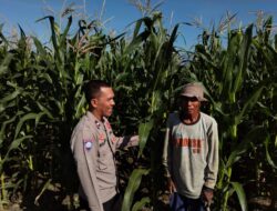 Bhabinkamtibmas Pringgabaya Cek Tanaman Jagung dan Sampaikan Himbauan Kamtibmas kepada Petani