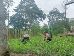Bhabinkamtibmas Desa Selong Belanak Sambangi Petani Jagung, Dukung Swasembada Pangan Nasional
