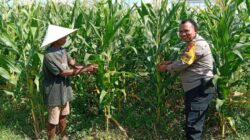 Polri Dukung Ketahanan Pangan Melalui Pendampingan Petani