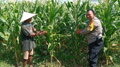 Wujudkan Kemandirian Pangan, Kapolsek Labuapi Instruksikan Personel Jadi Motivator Petani di Tengah Sawah