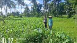 Bhabinkamtibmas Desa Jenggik Lakukan Pengecekan Tanaman Jagung di Dusun Samang