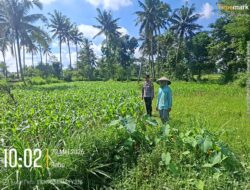 Bhabinkamtibmas Desa Jenggik Lakukan Pengecekan Tanaman Jagung di Dusun Samang
