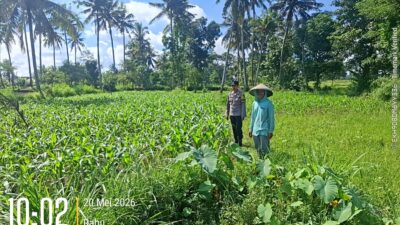 Bhabinkamtibmas Desa Jenggik Lakukan Pengecekan Tanaman Jagung di Dusun Samang