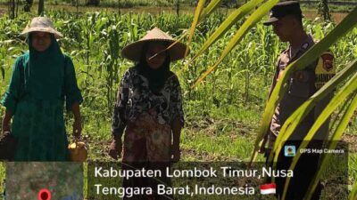 Bhabinkamtibmas Desa Selagik Cek Lahan Jagung Warga, Dukung Ketahanan Pangan