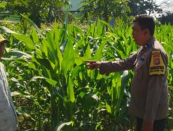 Ubah Lahan Kosong Jadi Lumbung Pangan, Langkah Nyata Polsek Labuapi Perkuat Ketahanan Nasional
