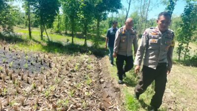 Kapolsek Sakra Monitoring Lahan Jagung di Desa Sakra, Berikan Edukasi Perawatan Tanaman kepada Petani
