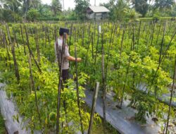 Bhabinkamtibmas desa lendang nangka Polsek Masbagik Cek lahan ketahanan Pangan bergizi di dusun gonjong