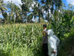Bhabinkamtibmas Desa Pringgajurang Utara Cek Lahan Jagung Warga, Dukung Ketahanan Pangan Nasional