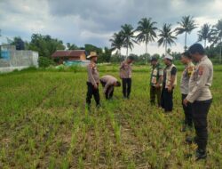 Waka Polres Lombok Tengah Mengecek Lahan Jagung di Dusun Arjangka Kecamatan Pringgarata