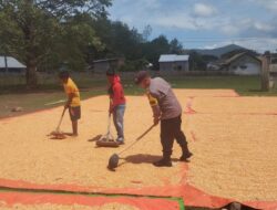 Bhabinkamtibmas Kempo Aktif Dampingi Petani Jagung
