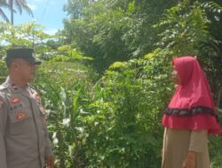 Dukung Ketahanan Pangan, Bhabinkamtibmas Desa Rhee Pantau Pertumbuhan Jagung Hibrida Warga