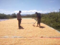 Bhabinkamtibmas Desa Kwangko Dampingi Petani Jemur Hasil Panen Jagung