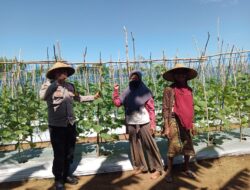 Dukung Ketahanan Pangan, Bhabinkamtibmas desa tatar dampingi warga binaan kelola Lahan Produktif