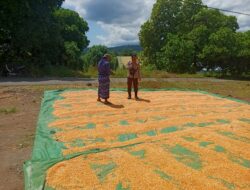 BHABINKAMTIBMAS DESA NANGAMIRO LAKUKAN PEMANTAUAN HASIL PANEN JAGUNG WARGA DALAM MENDUKUNG KETAHANAN PANGAN NASIONAL