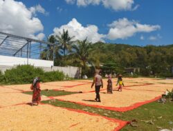 Kapolsek Manggelewa Dorong Petani Distribusikan Hasil Panen ke Gudang Bulog