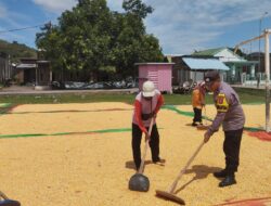 Bhabinkamtibmas Polsek Kempo Turun Langsung Bantu Petani Pasca Panen Jagung