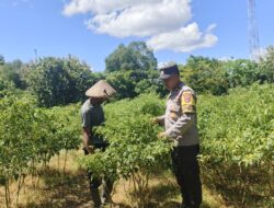 Bhabinkamtibmas Desa Rhee Pantau Pertumbuhan Jagung Hibrida Milik Warga