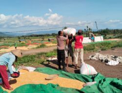 BHABINKAMTIBMAS POLSEK WOJA PANTAU PENJEMURAN HASIL PANEN JAGUNG WARGA DI DESA MUMBU