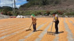 Dukung Ketahanan Pangan Nasional, Bhabinkamtibmas Rhee Loka Sambangi Petani Jagung