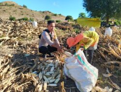 Bhabinkamtibmas Desa Mata Motivasi Petani Jagung Optimalkan Hasil Kebun