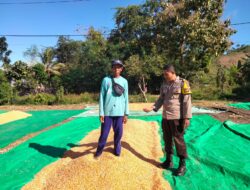 BHABINKAMTIBMAS DESA CEMPI JAYA MONITORING HASIL PANEN JAGUNG WARGA BINAAN DI KECAMATAN HU’U