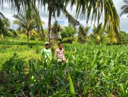 BHABINKAMTIBMAS POLSEK PEKAT MONITORING LAHAN JAGUNG WARGA DUKUNG KETAHANAN PANGAN NASIONAL