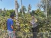 Pastikan Keamanan dan Produktivitas Petani, Bhabinkamtibmas Rhee Loka Sambangi Lahan Pertanian