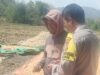 BHABINKAMTIBMAS DESA RASABOU PANTAU HASIL PANEN JAGUNG WARGA