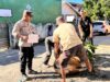 Bhabinkamtibmas Seteluk Tengah Dampingi Pemotongan Hewan Kurban Polres Sumbawa Barat