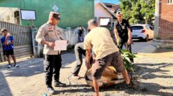 Bhabinkamtibmas Seteluk Tengah Dampingi Pemotongan Hewan Kurban Polres Sumbawa Barat