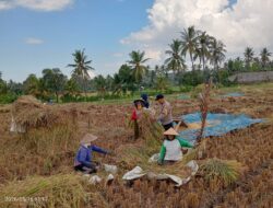 Bhabinkamtibmas Desa Wanasaba Sosialisasikan Ketahanan Pangan dan Himbau Warga Waspada Cuaca Ekstrem