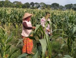 Momen Hangat Bhabinkamtibmas Dampingi Petani Jagung Bagik Polak, Sinergi Kuat Demi Swasembada Pangan Desa