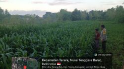 Bhabinkamtibmas Desa Rarang Batas Cek Tanaman Jagung Milik Warga Di Dusun Bolor Sembe