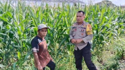 Transformasi Bhabinkamtibmas: Tak Hanya Jaga Keamanan, Kini Kawal Langsung Petani Jagung di Bagik Polak Barat