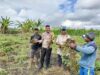 Bhabinkamtibmas Desa Bagik Papan Cek Panen Kacang Tanah dan Sampaikan Himbauan Kamtibmas