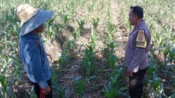 Polri Dorong Produktivitas Lahan Jagung di Bagik Polak Barat