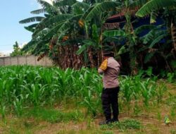 Polsek Labuapi Fasilitasi Hasil Panen Jagung Petani ke Bulog